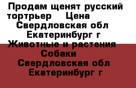 Продам щенят русский тортрьер  › Цена ­ 4 000 - Свердловская обл., Екатеринбург г. Животные и растения » Собаки   . Свердловская обл.,Екатеринбург г.
